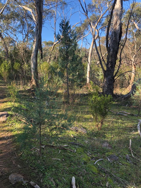 Pine Gully Nature Trail - Darwin Holiday 2