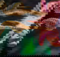 Seahorse World - Darwin Holiday