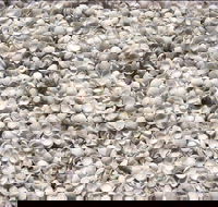 Shell Beach - Darwin Holiday