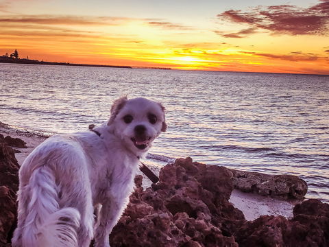 Simms Cove Lookout And Beach, Moonta Bay - Darwin Holiday 1