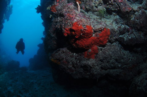 Stepping Stones Dive Site - Darwin Holiday 0