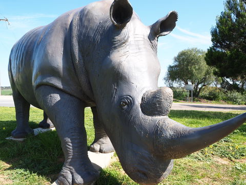 Tailem Bend Rhino Park And Dickson Reserve - Darwin Holiday 0