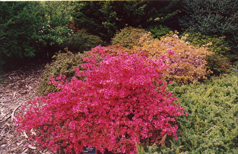 Tasmanian Arboretum Inc. - The - Darwin Holiday 2