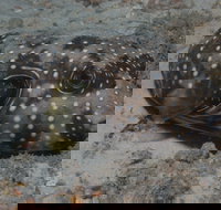 The Wrecks Dive Site at Moreton Island - Darwin Holiday