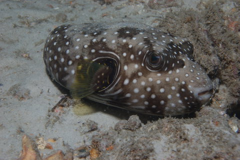 The Wrecks Dive Site At Moreton Island - Darwin Holiday 0