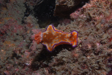 The Wrecks Dive Site At Moreton Island - Darwin Holiday 1