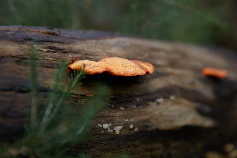 The Briars Park Walking Trails - Darwin Holiday 1