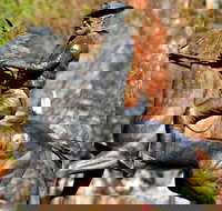 Thunderbolt's Statue and Constable Walker Memorial - Darwin Holiday