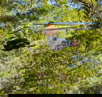 TreeTop Crazy Rider - Darwin Holiday