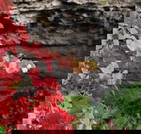 Umpherston Possum Tours - Darwin Holiday