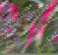 Warawee Circuit Walk to  Trigger Plant Track - Darwin Holiday