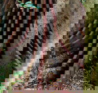 Wingham Brush Nature Reserve - Darwin Holiday