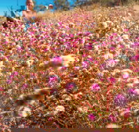 Wineries and Wildflowers - Darwin Holiday