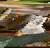 Wombat Statues Moonta - Darwin Holiday