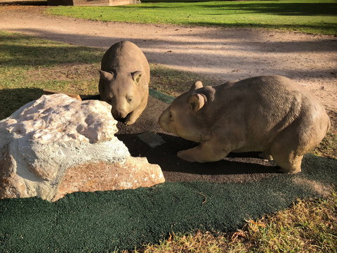Wombat Statues, Moonta - Darwin Holiday 0