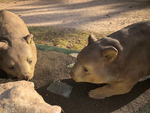 Wombat Statues, Moonta - Darwin Holiday 1