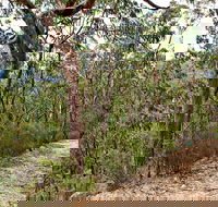 Yango Walking Track - Darwin Holiday