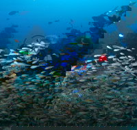 Aarhus Dive Site - Darwin Holiday