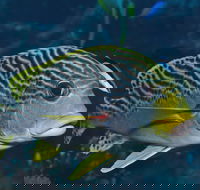 Beaver Reef Dive Site - Darwin Holiday