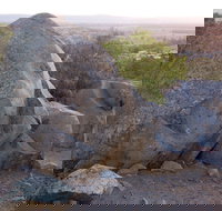 Bellevue Hill Reserve