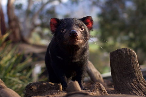 Bonorong Wildlife Sanctuary - Darwin Holiday 0