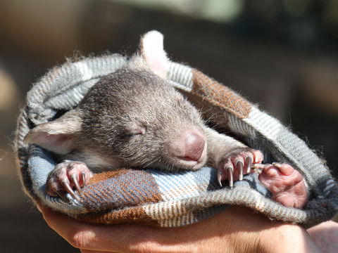 Bonorong Wildlife Sanctuary - Darwin Holiday 2