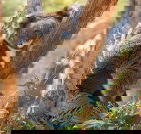 Cleland Wildlife Park - Darwin Holiday