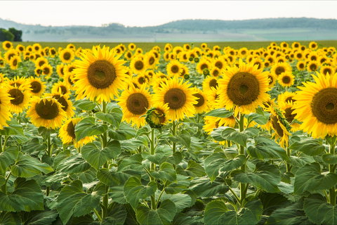 Clifton - Darwin Holiday 0