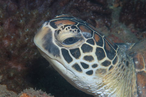 Cochrane Artificial Reef Dive Site - Darwin Holiday 2