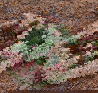 Coorow Wreath Flowers - Darwin Holiday