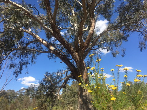 Euroa Arboretum - Darwin Holiday 0
