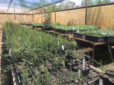 Euroa Arboretum - Darwin Holiday 1