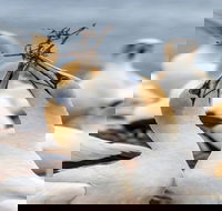 Gannets in Portland - Darwin Holiday