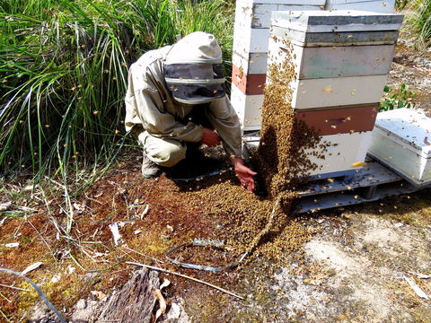 Honey Tasmania - The Beehive - Darwin Holiday 0
