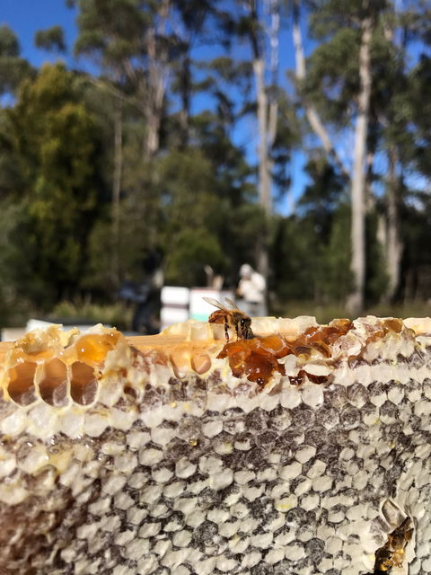 Honey Tasmania - The Beehive - Darwin Holiday 1