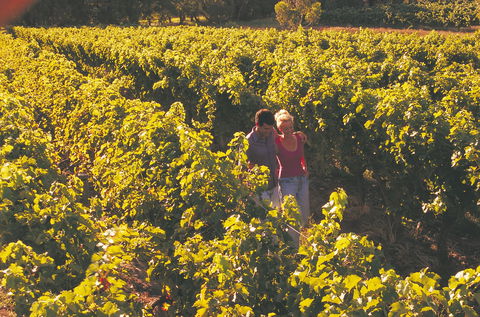 Margaret River Certified Organic And Biodynamic Wine Trail - Darwin Holiday 2