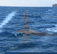 Minyama - Darwin Holiday