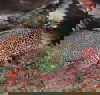 Nine Mile Reef Dive Site - Darwin Holiday