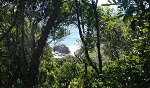 Rainforest Walking Track, Hat Head National Park - Darwin Holiday 0