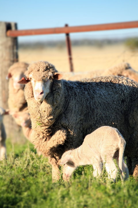 The Gums - Darwin Holiday 1