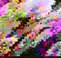 Tinonee Orchid Nursery - Darwin Holiday