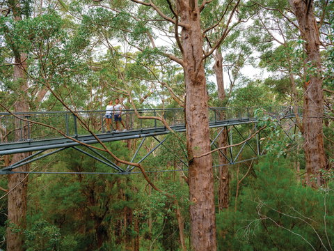 Valley Of The Giants Tree Top Walk - Darwin Holiday 1