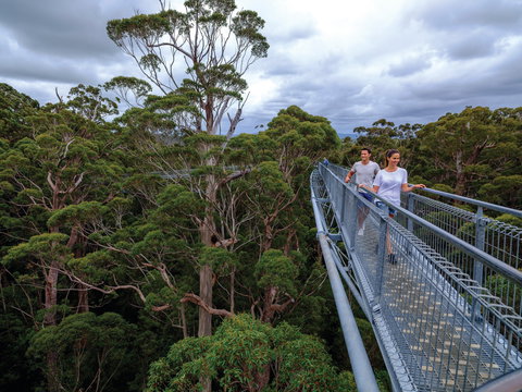 Valley Of The Giants Tree Top Walk - Darwin Holiday 2