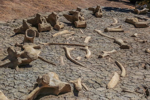 Australian Age Of Dinosaurs - Darwin Holiday 2