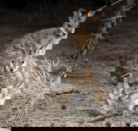 Bald Hill Walk - Cape Gantheaume Conservation Park - Darwin Holiday