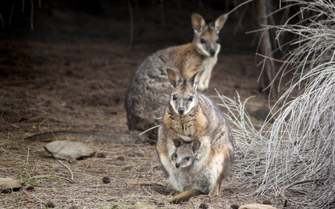 Bald Hill Walk - Cape Gantheaume Conservation Park - Darwin Holiday 0