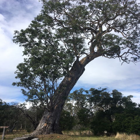 Bilston's Tree - Darwin Holiday 0