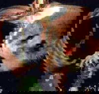 Carrowong Fauna Sanctuary - Darwin Holiday