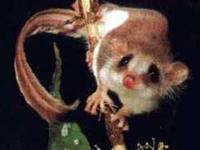 Carrowong Fauna Sanctuary - Darwin Holiday 0