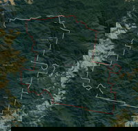 Dingo Forest - Darwin Holiday